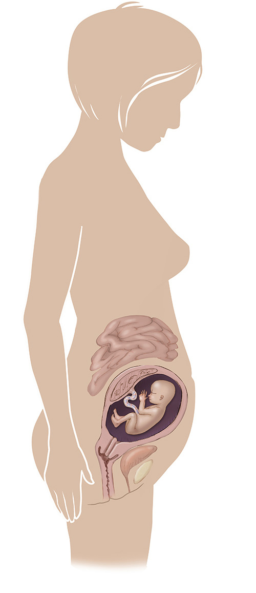 Imagen de 20 semanas de edad las mujeres embarazadas