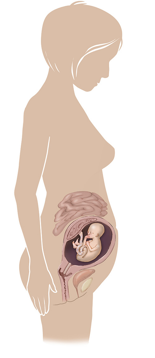 Imagen de 21 semanas de edad las mujeres embarazadas