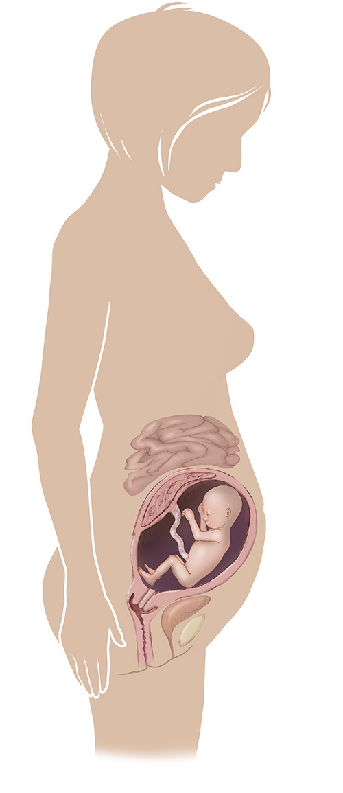 Imagen de 23 semanas de edad las mujeres embarazadas