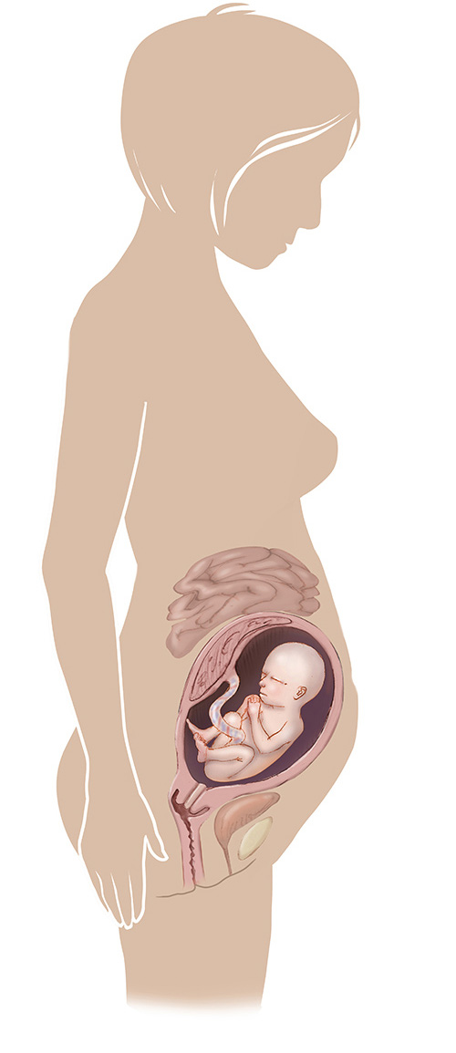 Imagen de 25 semanas de edad las mujeres embarazadas