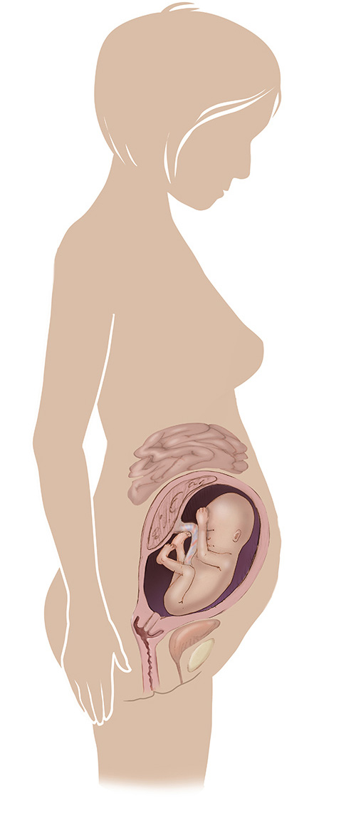 Imagen de 26 semanas de edad las mujeres embarazadas