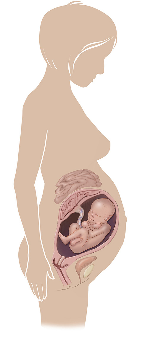 Imagen de 35 semanas de edad las mujeres embarazadas